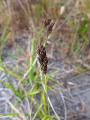 Carex pansa