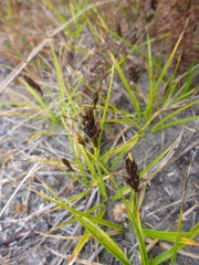 Carex pansa