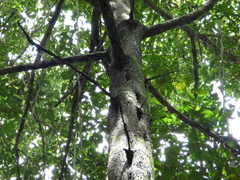 Minquartia guianensis