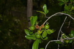 Gardenia urvillei