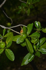 Gardenia urvillei