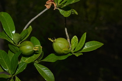 Gardenia urvillei