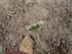 Antennaria lanata