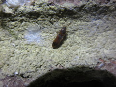 Conoderus rudis