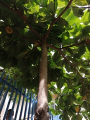 Terminalia kaernbachii