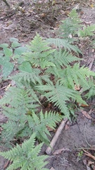 Parapolystichum microsorum pentangulare