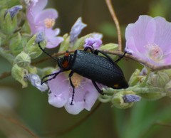 Lytta cribrata