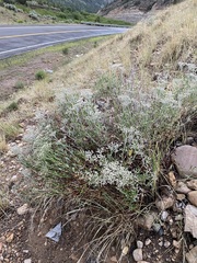 Eriogonum corymbosum