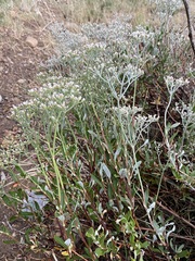 Eriogonum corymbosum