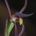 Lyperanthus suaveolens - Photo (c) Tindo2, algunos derechos reservados (CC BY-NC)