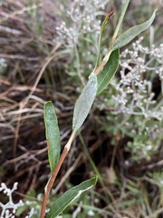 Eriogonum corymbosum