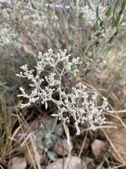 Eriogonum corymbosum