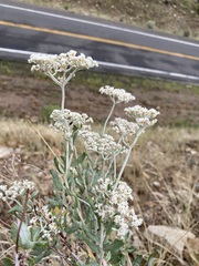 Eriogonum corymbosum