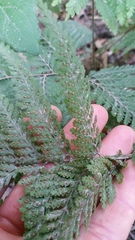 Parapolystichum microsorum pentangulare