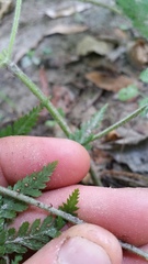 Parapolystichum microsorum pentangulare