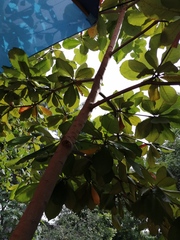 Terminalia kaernbachii