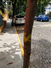 Terminalia kaernbachii