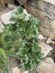 Angelica roseana