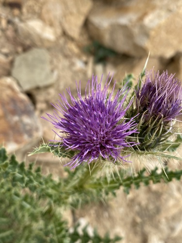 Image of Cirsium eatonii by (c) Matt Berger, some rights reserved (CC BY)