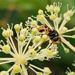 Conopini