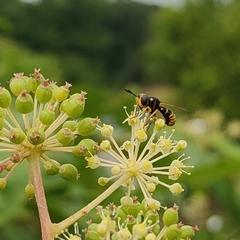 Conopini