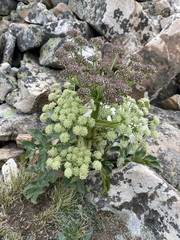 Angelica roseana