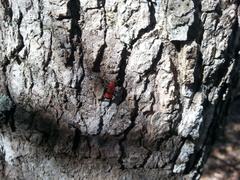 Enoclerus ichneumoneus