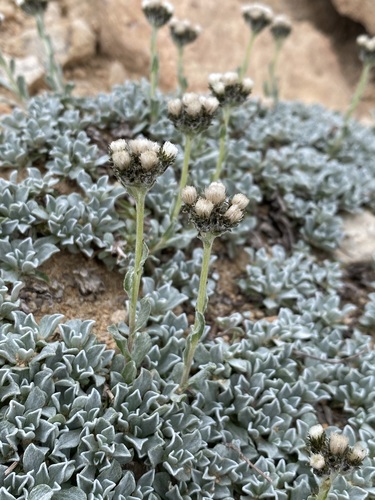 Rocky Mountain pussytoes (Antennaria media)
