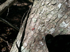 Enoclerus ichneumoneus