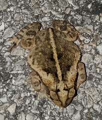 Incilius nebulifer