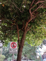 Terminalia kaernbachii