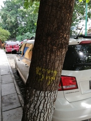 Terminalia kaernbachii