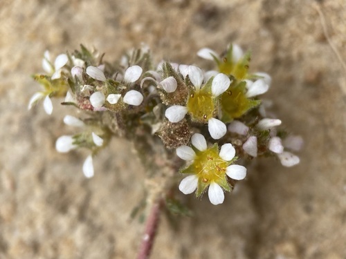 Image of Ivesia utahensis by (c) Matt Berger, some rights reserved (CC BY)