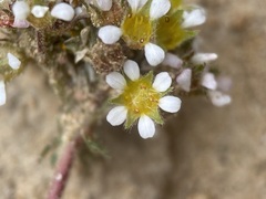Ivesia utahensis