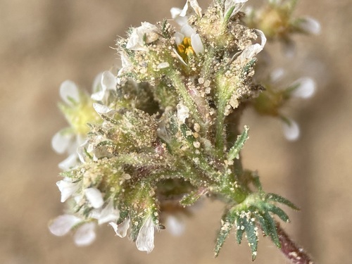 Image of Ivesia utahensis by (c) Matt Berger, some rights reserved (CC BY)
