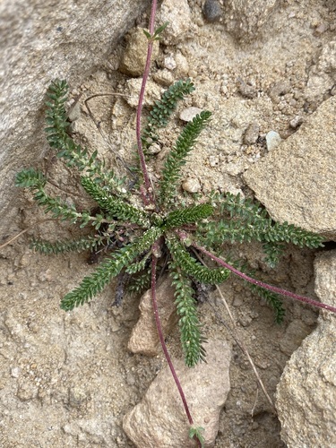 Image of Ivesia utahensis by (c) Matt Berger, some rights reserved (CC BY)