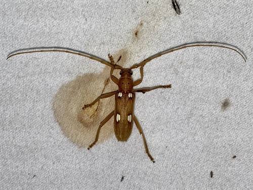 Ivory-marked Borer photo 3