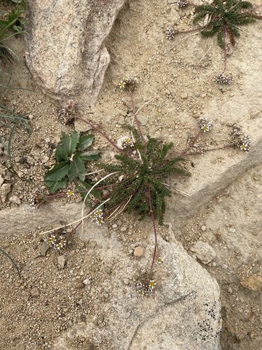 Image of Ivesia utahensis by (c) Matt Berger, some rights reserved (CC BY)