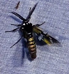 Chrysocale principalis