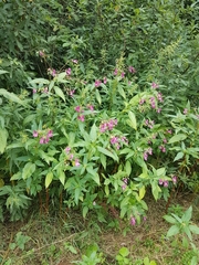 Impatiens glandulifera