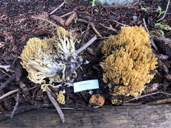 Ramaria largentii