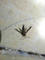 Vitacea polistiformis