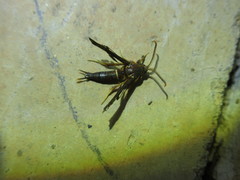 Vitacea polistiformis