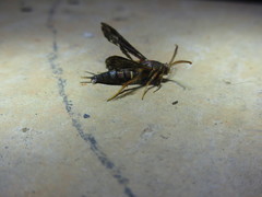 Vitacea polistiformis