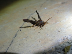 Vitacea polistiformis