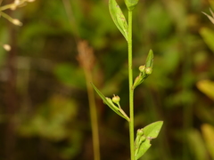 Linum striatum