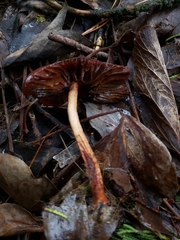 Cortinarius smithii