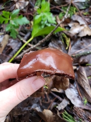 Cortinarius smithii