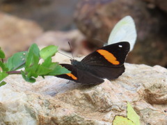 Diaethria pandama