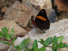 Diaethria pandama